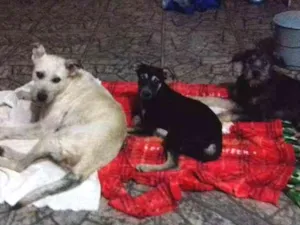 Cachorro raça Sem raça  idade 7 a 11 meses nome Negrinha 