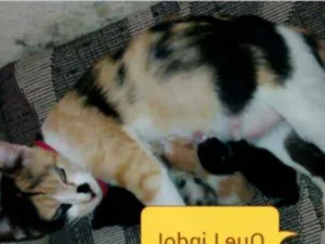 Gato raça vira lata idade 1 ano nome Princesa