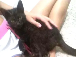 Gato raça Não sei idade 2 a 6 meses nome Jupiter 