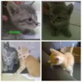 Gatos