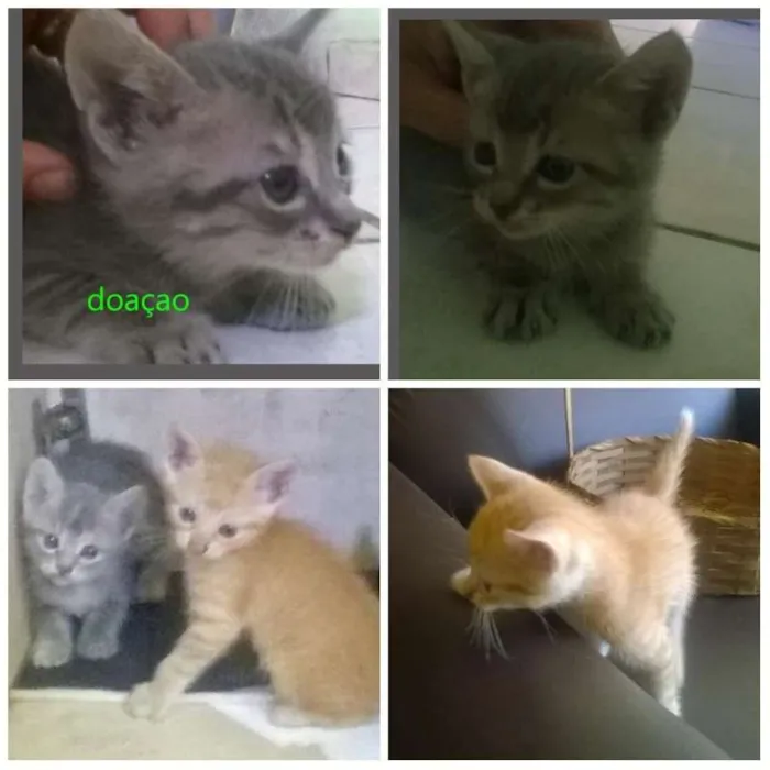 Gato raça Mistos idade 2 a 6 meses nome Gatos