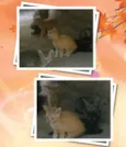 Gatos