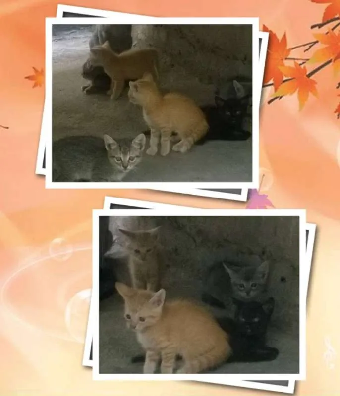 Gato raça Mistos idade 2 a 6 meses nome Gatos