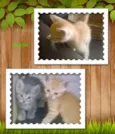 Gatos