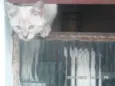 Gatos