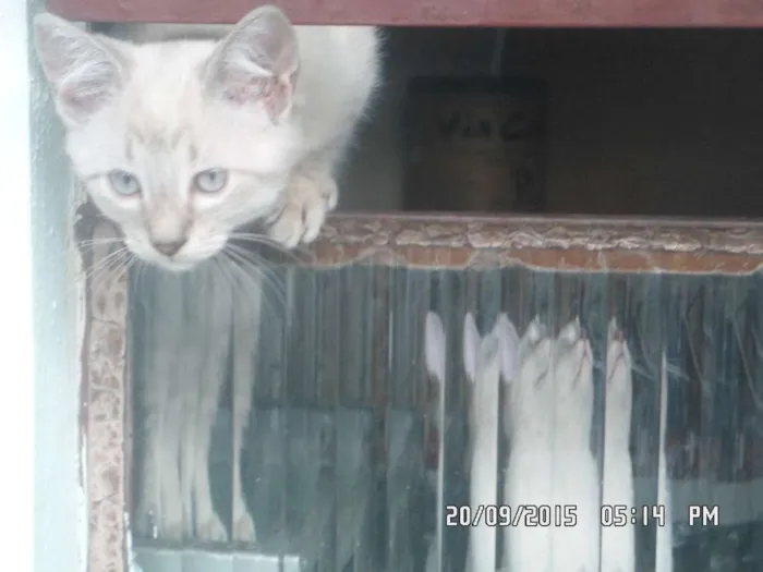 Gato raça Mistos idade 2 a 6 meses nome Gatos
