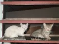 Gatos