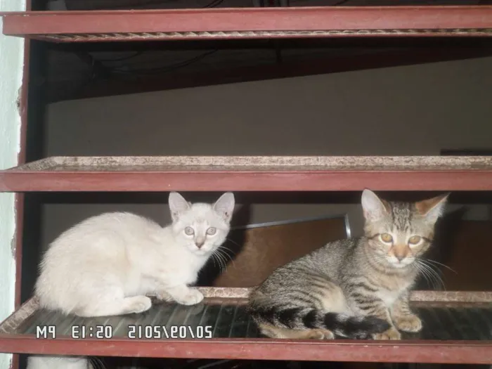 Gato raça Mistos idade 2 a 6 meses nome Gatos