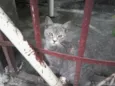 Gatos