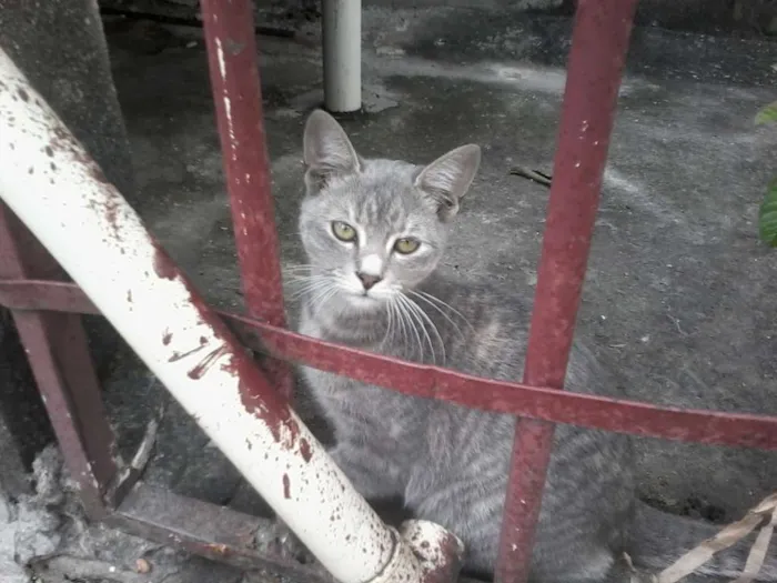 Gato raça Mistos idade 2 a 6 meses nome Gatos