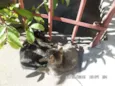 Gatos