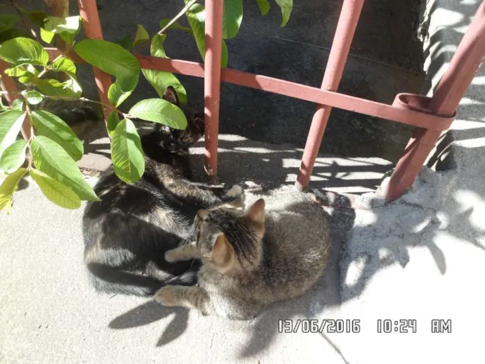 Gato raça Mistos idade 2 a 6 meses nome Gatos