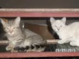 Gatos