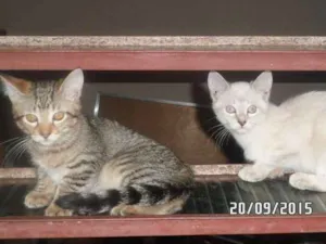 Gato raça Mistos idade 2 a 6 meses nome Gatos
