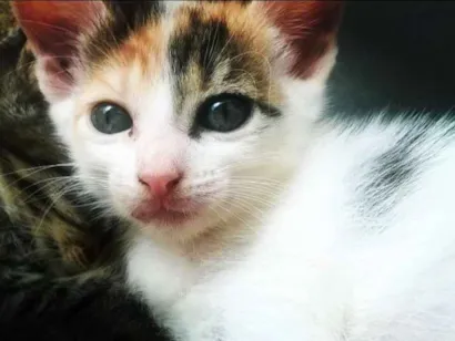 Gato raça vira lata idade 2 a 6 meses nome (sem nome)