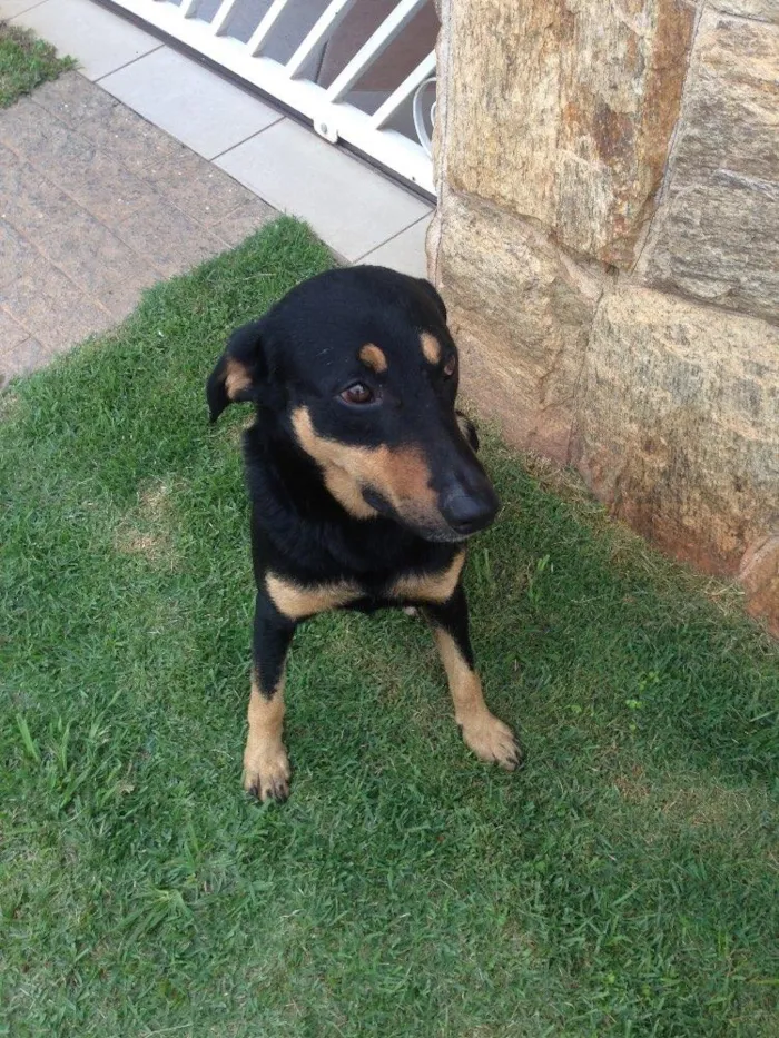 Cachorro ra a Viralata idade 2 anos nome Rogerio