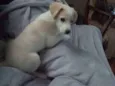 Julieta