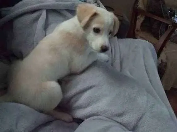 Cachorro ra a Srd idade 2 a 6 meses nome Julieta