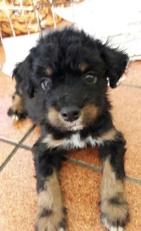 Cachorro ra a Viralatinha idade Abaixo de 2 meses nome Billy