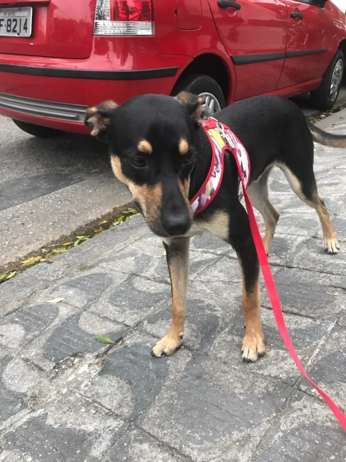 Cachorro ra a Vira lata idade 7 a 11 meses nome Iron