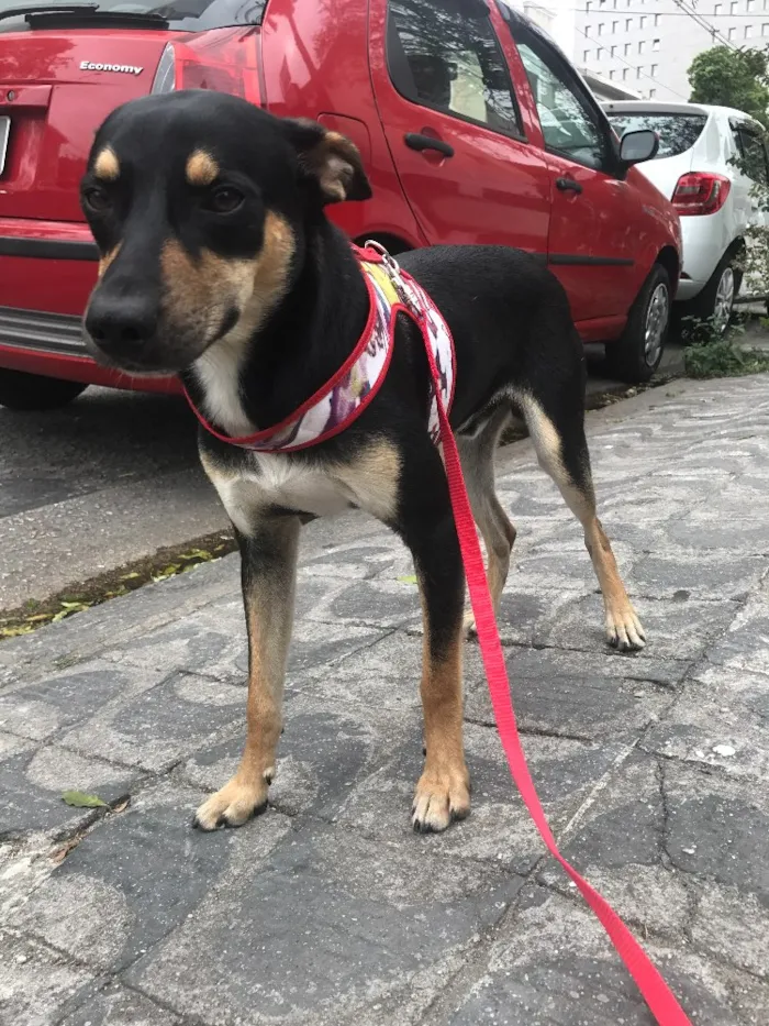 Cachorro ra a Vira lata idade 7 a 11 meses nome Iron