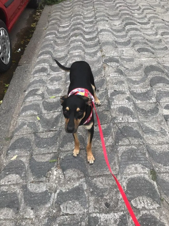 Cachorro ra a Vira lata idade 7 a 11 meses nome Iron