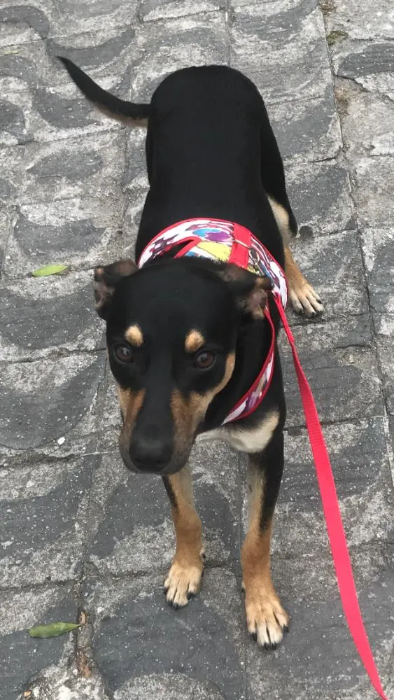 Cachorro ra a Vira lata idade 7 a 11 meses nome Iron