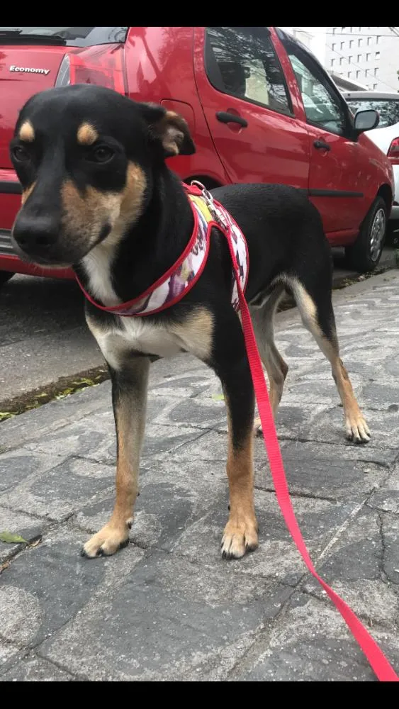 Cachorro ra a Vira lata idade 7 a 11 meses nome Iron