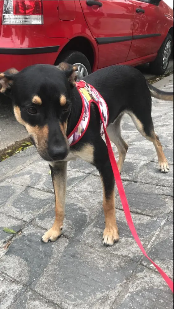 Cachorro ra a Vira lata idade 7 a 11 meses nome Iron