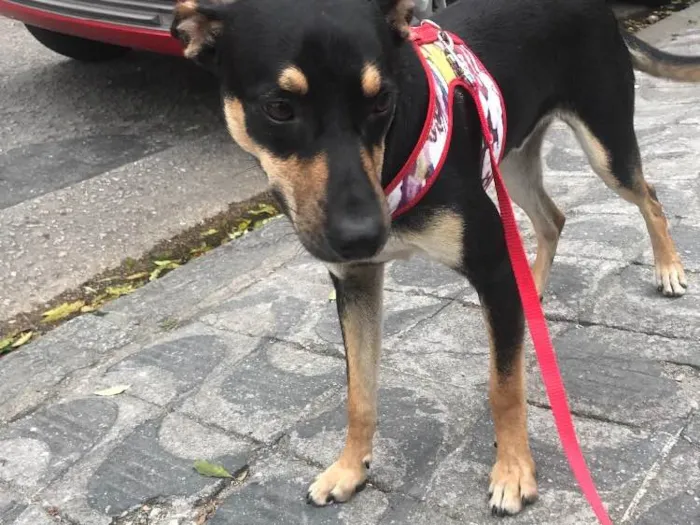 Cachorro ra a Vira lata idade 7 a 11 meses nome Iron