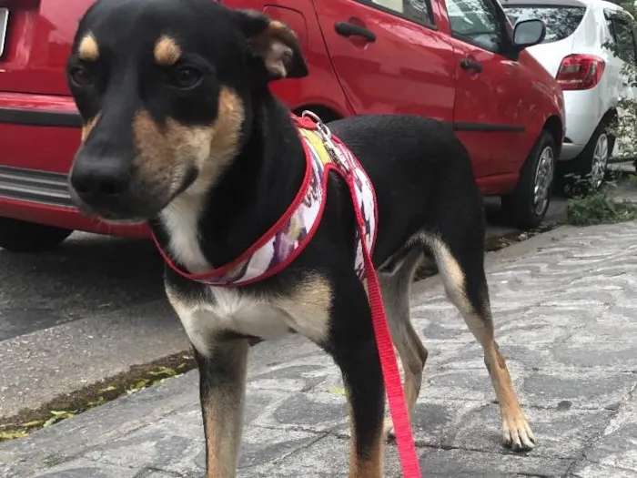 Cachorro ra a Vira lata idade 7 a 11 meses nome Iron