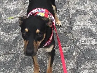 Cachorro ra a Vira lata idade 7 a 11 meses nome Iron