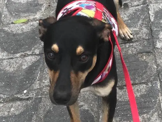 Cachorro ra a Vira lata idade 7 a 11 meses nome Iron