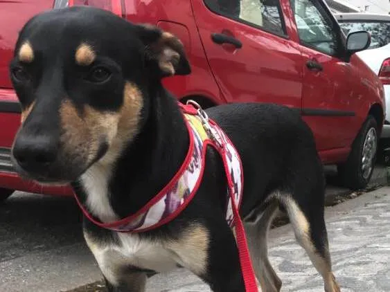 Cachorro ra a Vira lata idade 7 a 11 meses nome Iron