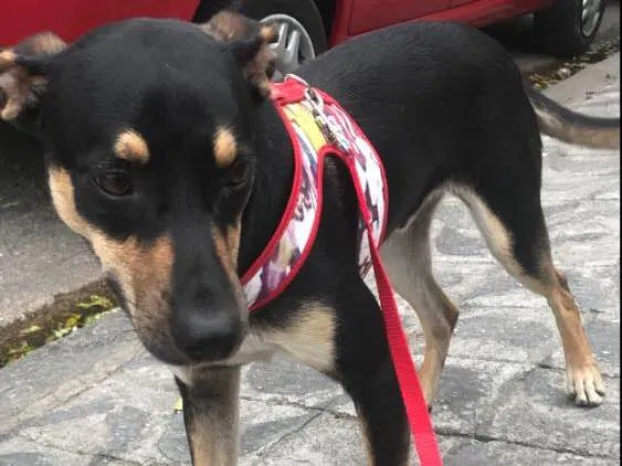 Cachorro ra a Vira lata idade 7 a 11 meses nome Iron