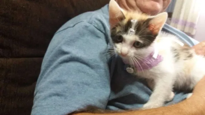 Gato ra a Não definida idade Abaixo de 2 meses nome Frida