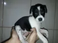 Bolinha