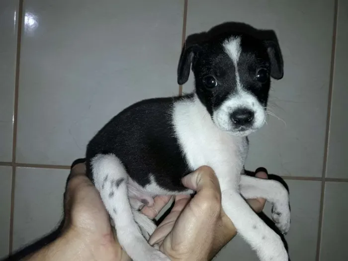 Cachorro ra a Não definida idade Abaixo de 2 meses nome Bolinha
