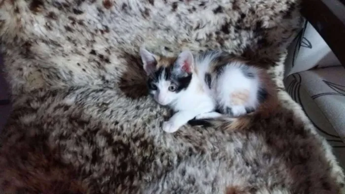 Gato ra a Não definida idade Abaixo de 2 meses nome Frida