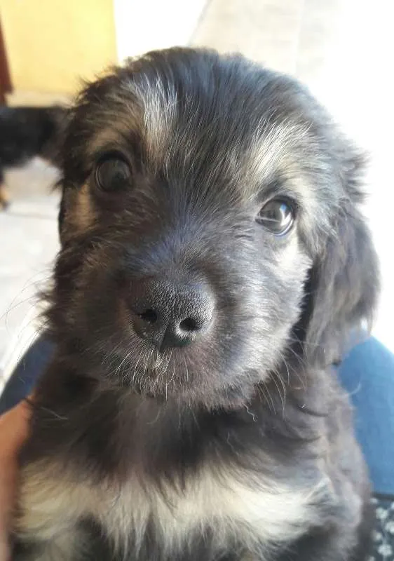 Cachorro ra a Viralatinha idade Abaixo de 2 meses nome Barão