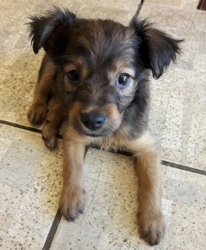 Cachorro ra a Não definido idade Abaixo de 2 meses nome Marrom