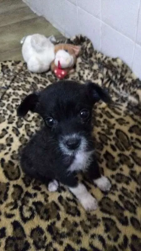 Cachorro ra a não definida idade Abaixo de 2 meses nome Willy