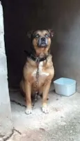 Cachorro raça Vira Lata idade 5 anos nome Bob