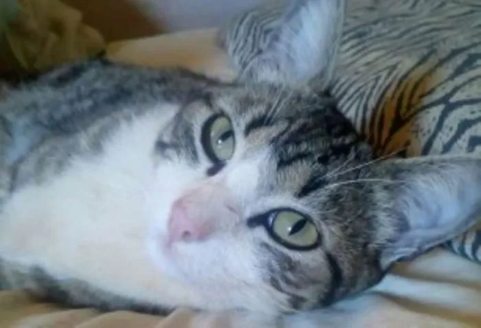 Gato ra a American Shorthair idade 1 ano nome ZÉ
