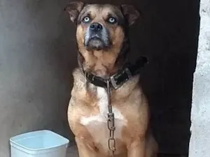 Cachorro raça Vira Lata idade 5 anos nome Bob