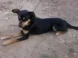 Cachorro raça Pincher idade 6 ou mais anos nome Rat