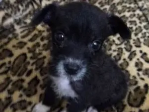 Cachorro raça não definida idade Abaixo de 2 meses nome Willy