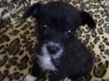 Cachorro ra a não definida idade Abaixo de 2 meses nome Willy