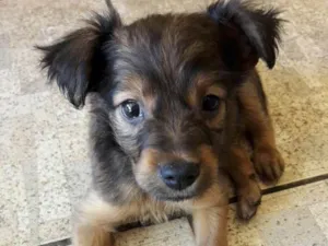 Cachorro raça Não definido idade Abaixo de 2 meses nome Marrom