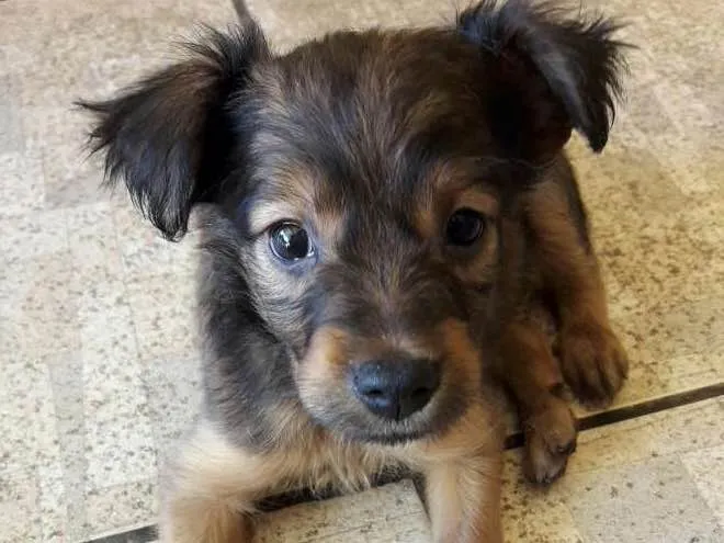 Cachorro ra a Não definido idade Abaixo de 2 meses nome Marrom